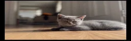 British Shorthair cats for sale: British Shorthair Purebred, Healthy & Ready Now in Harrow - Advert 4