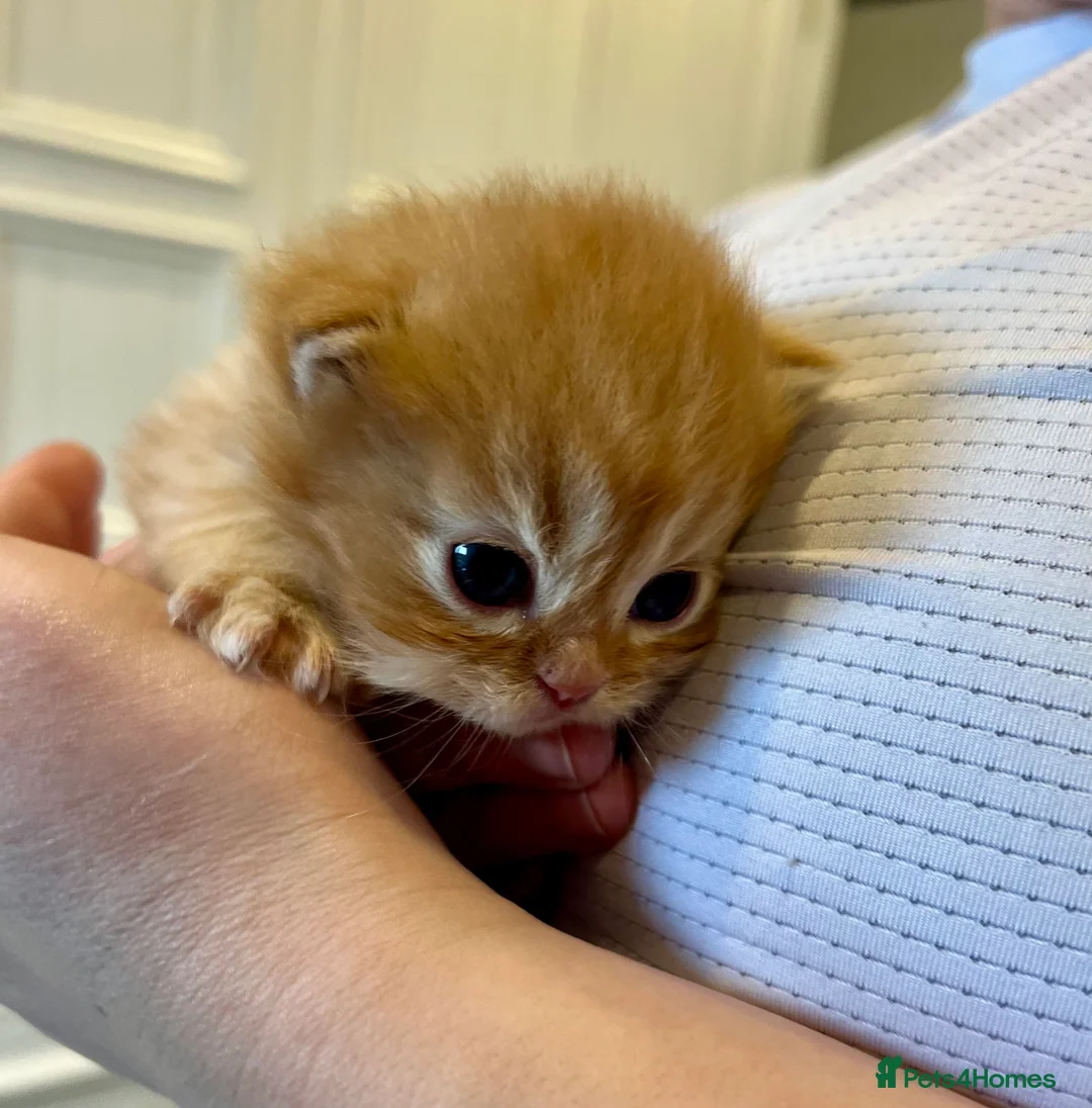 Persian cats for sale: *Last 2* Gorgeous litter of Persians  - Advert 4