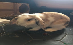 Mixed Breed rabbits for sale: Friendly mixed lop rabbit needs a new home - Image 1