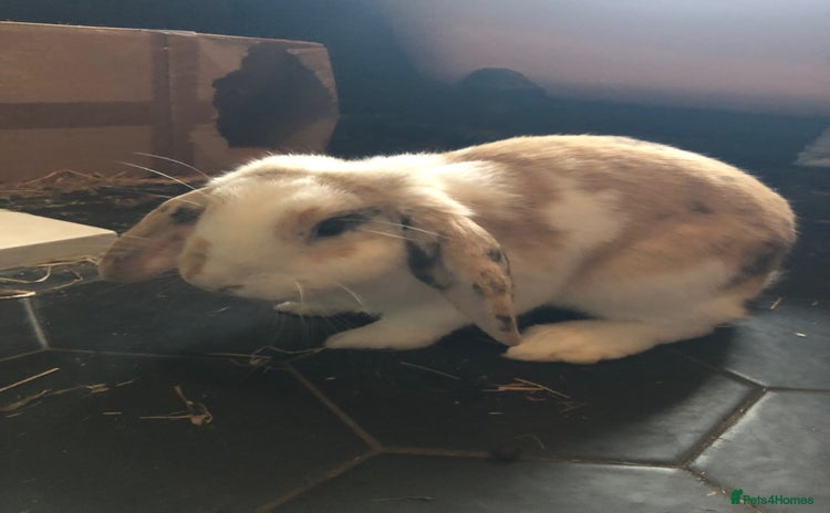 Mixed Breed rabbits - Advert 7