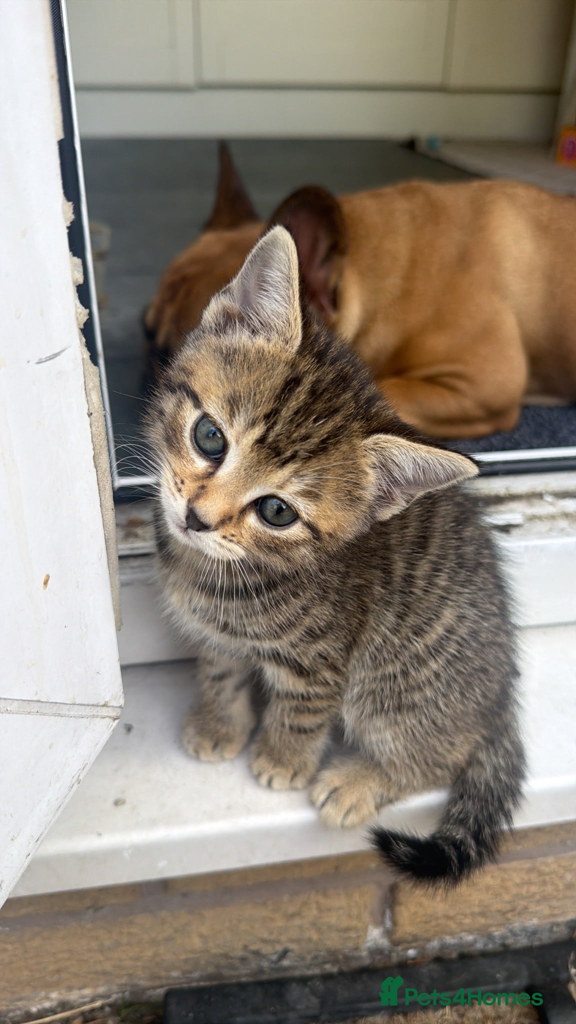 British Shorthair cats 2 Beautiful Sisters  - Advert 10