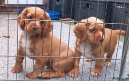 Cocker Spaniel dogs for sale: Beautiful kc reg male cocker spaniel - Image 17