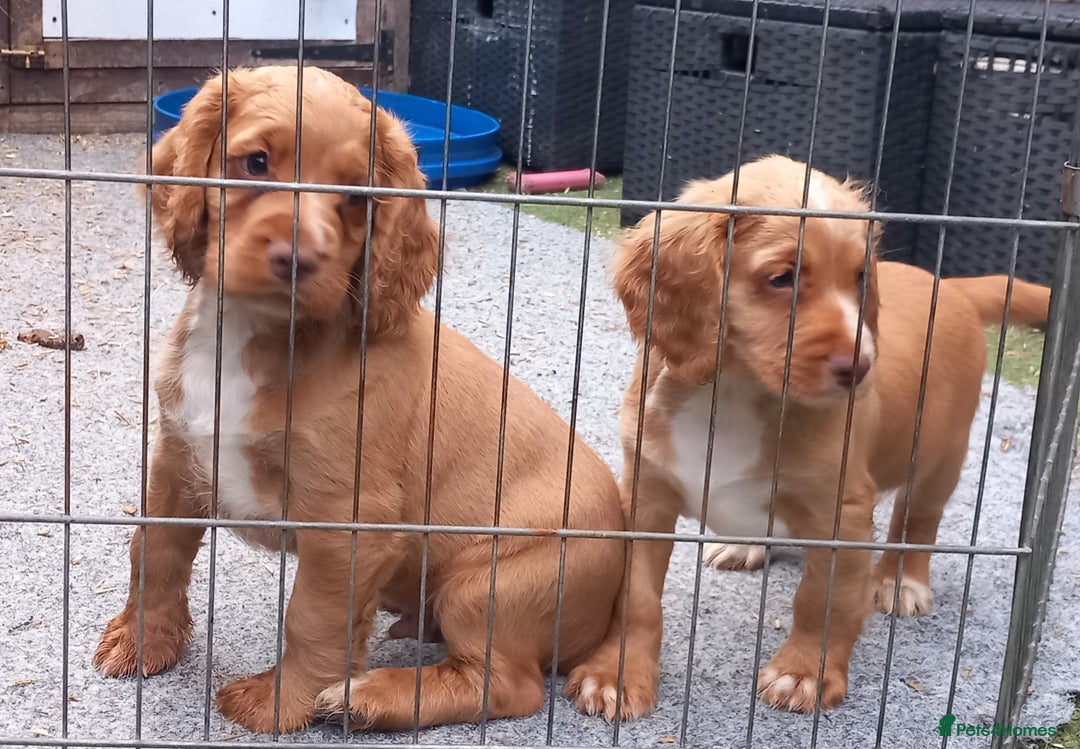 Cocker Spaniel dogs for sale: Beautiful kc reg male cocker spaniel - Image 17