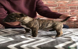 English Bull Terrier dogs for sale: Kcregd English bull terrier puppies  - Image 13
