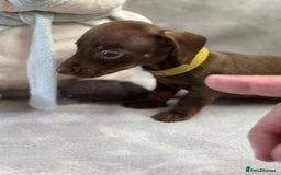 Miniature Dachshund dogs for sale: Miniature dachshund  - Image 15
