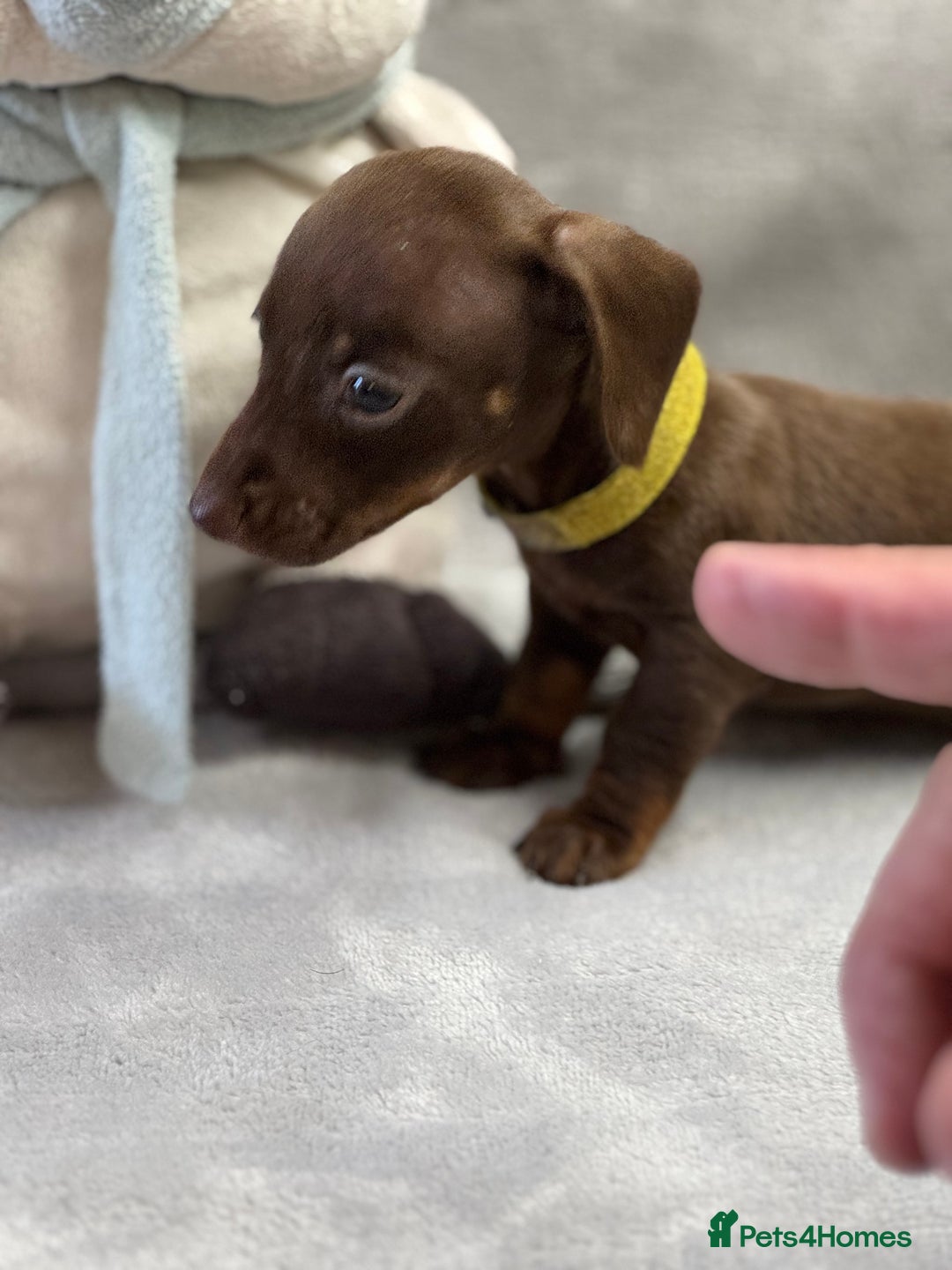 Miniature Dachshund dogs for sale: Miniature dachshund  - Image 15
