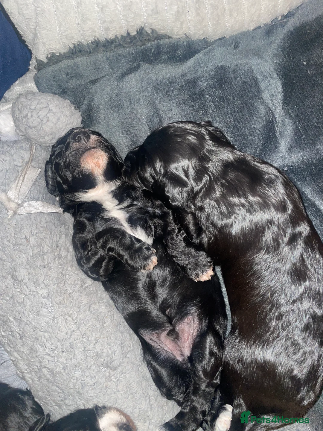 Cavapoo dogs for sale: Beautiful Cavapoo puppies for sale  - Advert 13