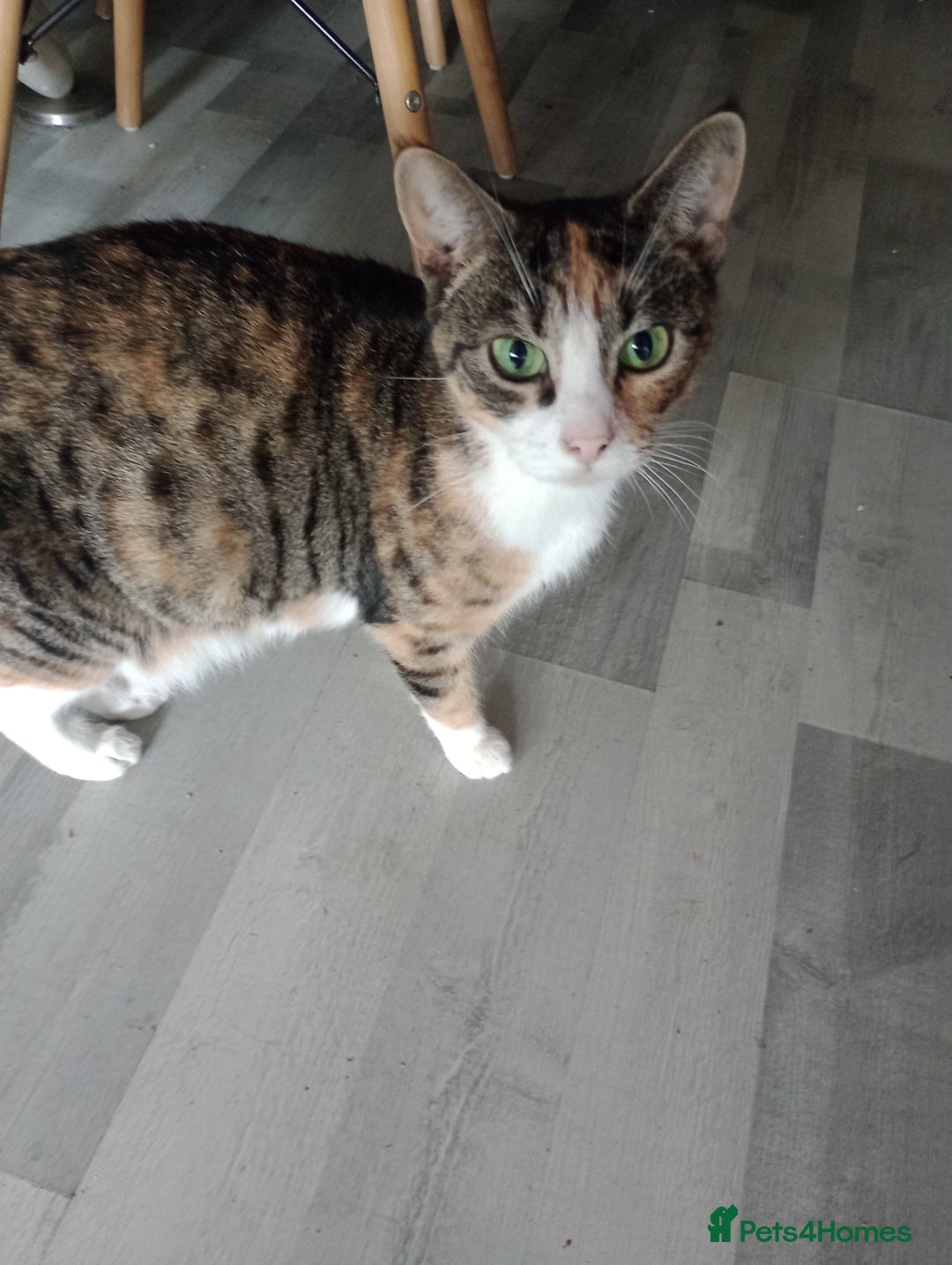 Mixed Breed cats for sale: Pretty kittens - Advert 1