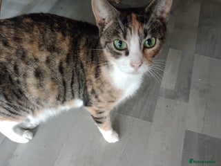 Mixed Breed cats Pretty kittens - Advert 1