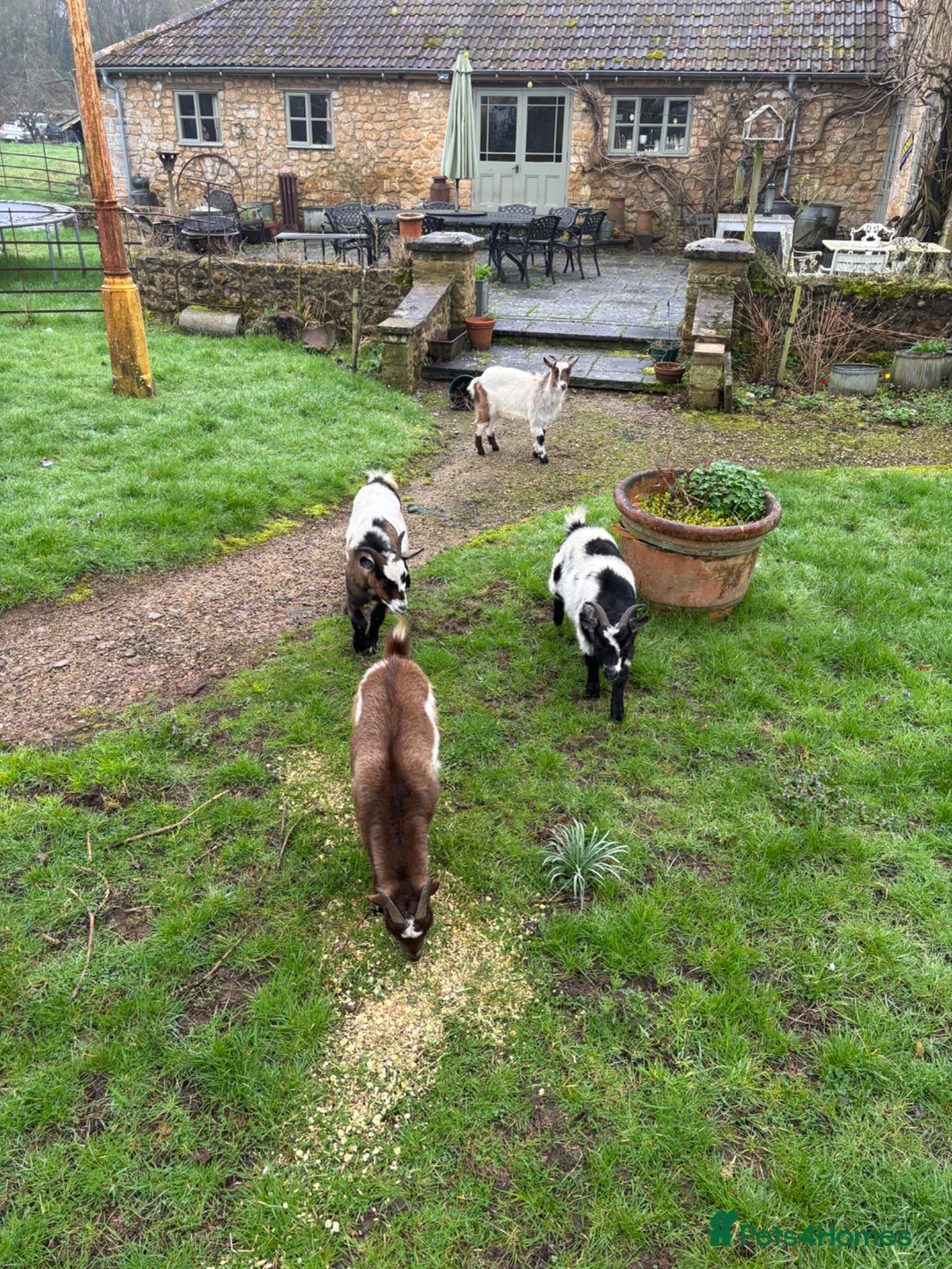 Goats livestock for sale: Pygmy Goats  in Ilminster - Advert 2