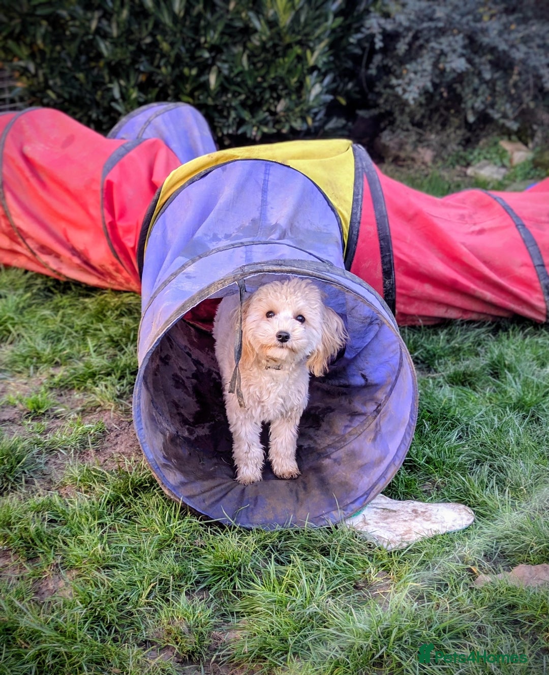 Maltipoo dogs for sale: The greatest addition to any family ❤️ - Advert 4