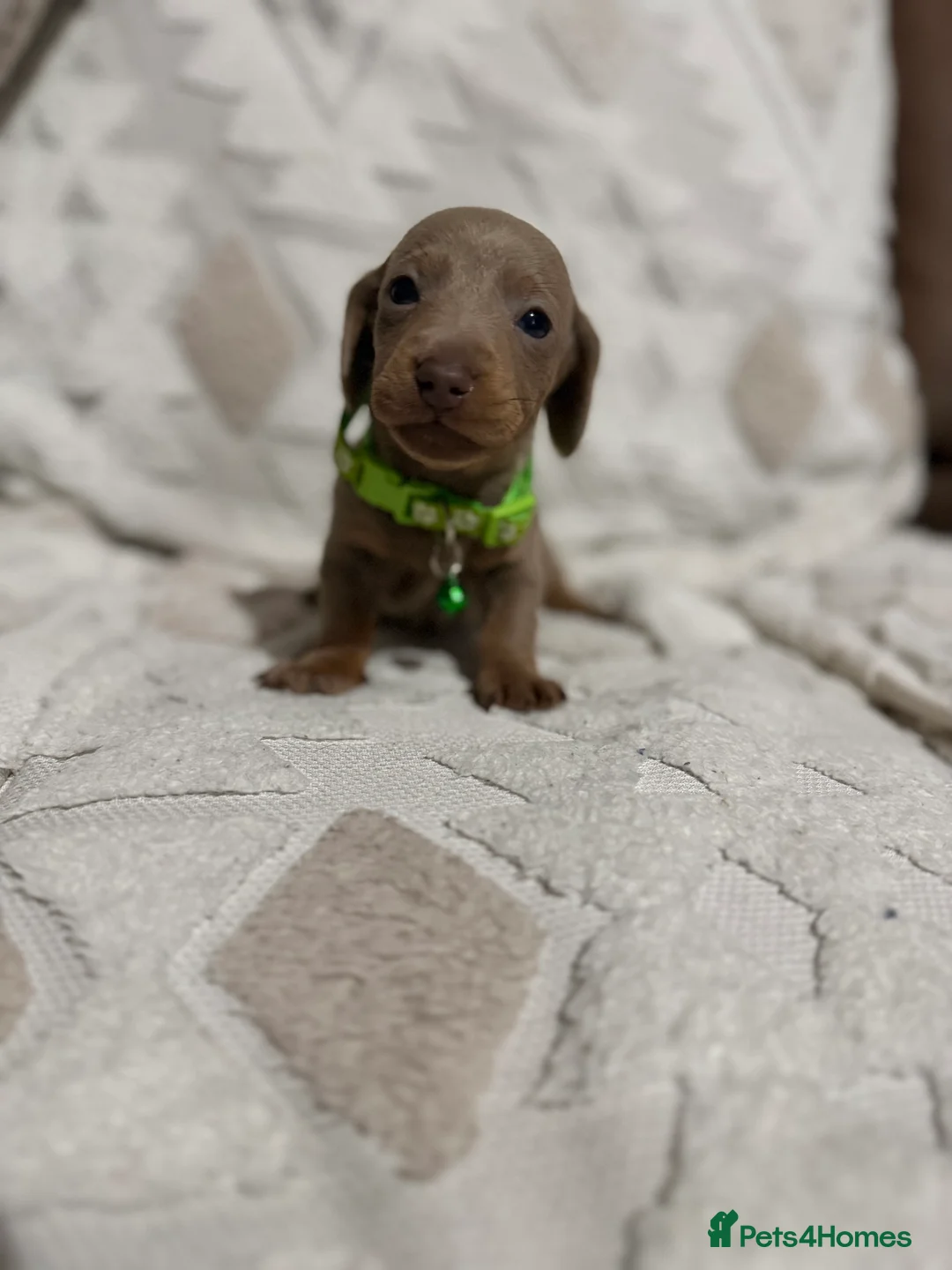 Dachshund dogs for sale: Beautiful dachshund puppies  - Advert 9