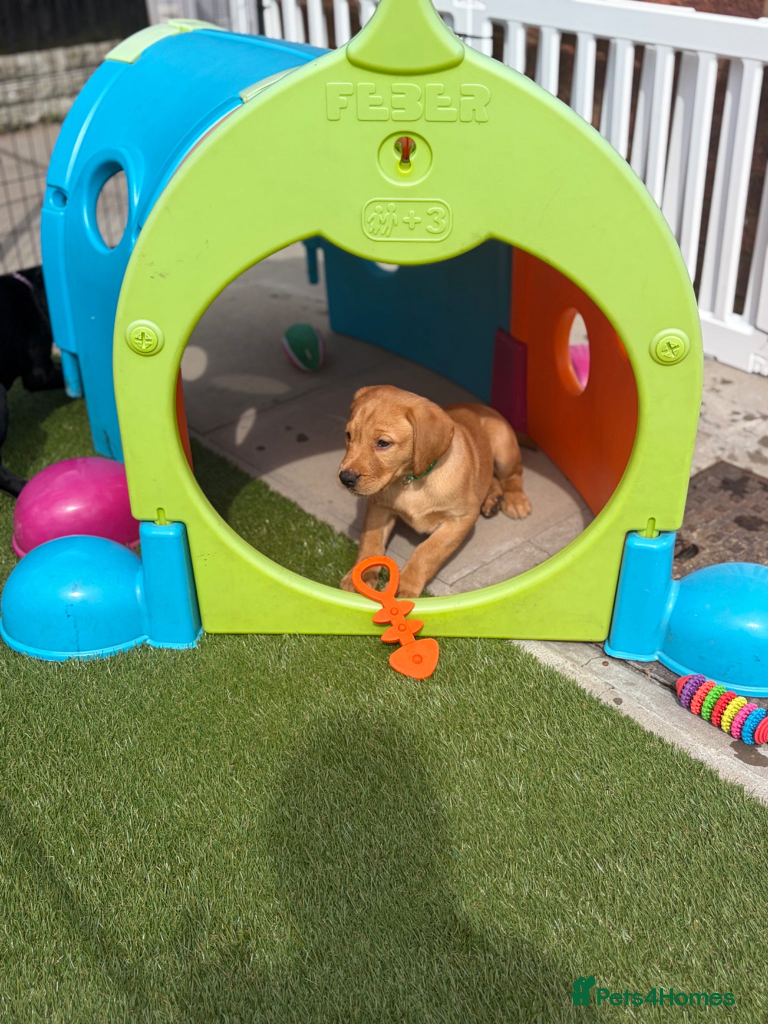 Labrador Retriever dogs 🐶 KC REGISTERED LABRADOR PUPPIES 🐶  - Advert 3