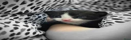 Mixed Breed cats for sale: Beautiful blue eyed kittens  - Advert 9