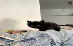 Domestic Shorthair cats for sale: 5 fluffy kittens  - Image 13