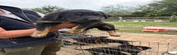Mixed Breed dogs for sale: Adorable Rottweiler cross German shepherd puppies - Advert 7
