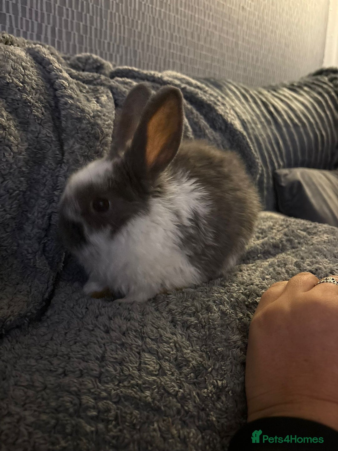 Lionhead rabbits for sale: bunnies - Advert 5