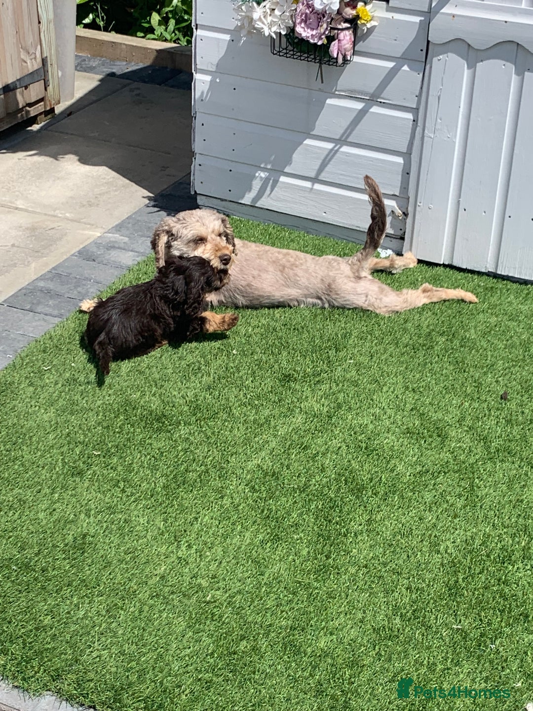 Cockapoo dogs for sale: ((Ready now))F1b cockerpoo puppies  - Image 15