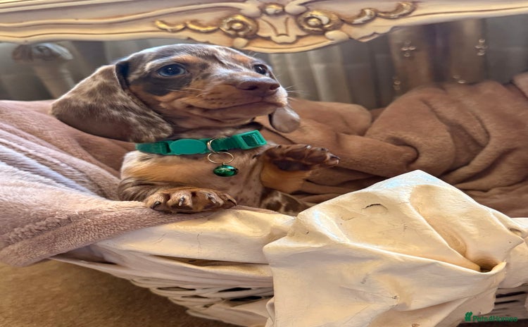 Dachshund dogs - Advert 1