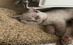 British Shorthair cats for sale: British Shorthair Kittens - Ready in 3 Weeks! - Image 3