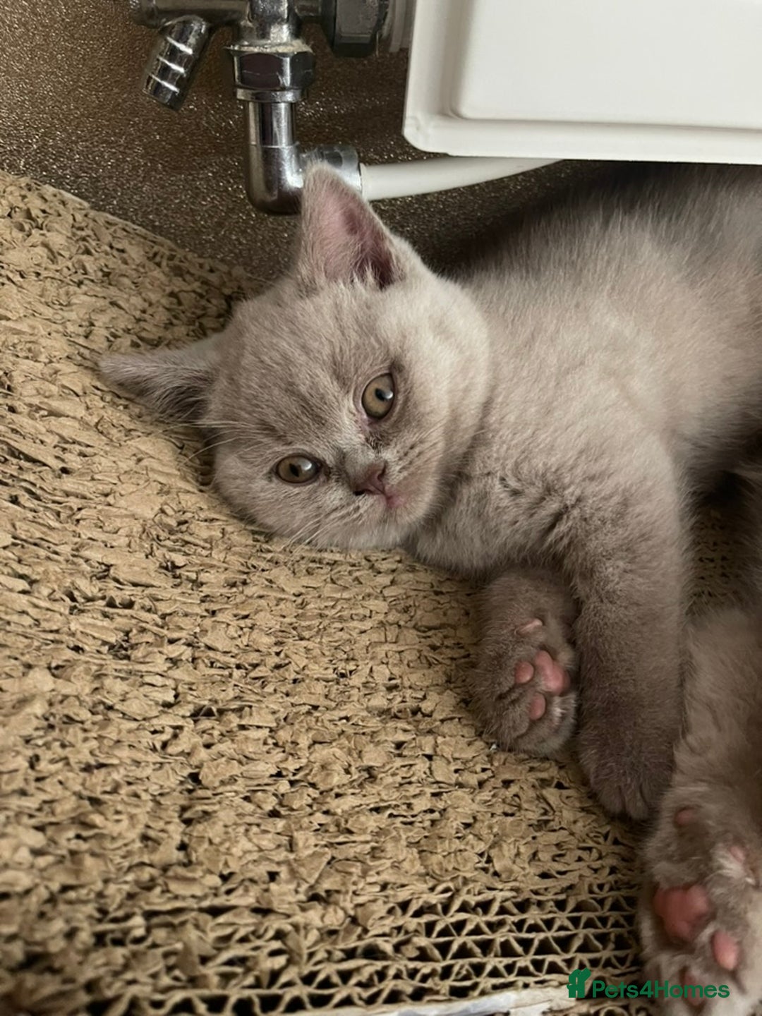 British Shorthair cats for sale: British Shorthair Kittens - Ready in 3 Weeks! - Image 3