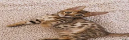 Bengal cats for sale: Unique Bengal Kittens  in Manchester - Advert 15