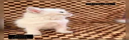 Ragdoll cats for sale: 💫 EXQUISITE RAGDOLL KITTENS  - Advert 14