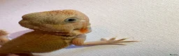 Bearded Dragon reptiles for sale: Stunning baby bearded dragons  - Advert 17
