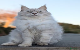 Maine Coon cats for sale: Black Silver Shaded proven stud boy - Advert 12