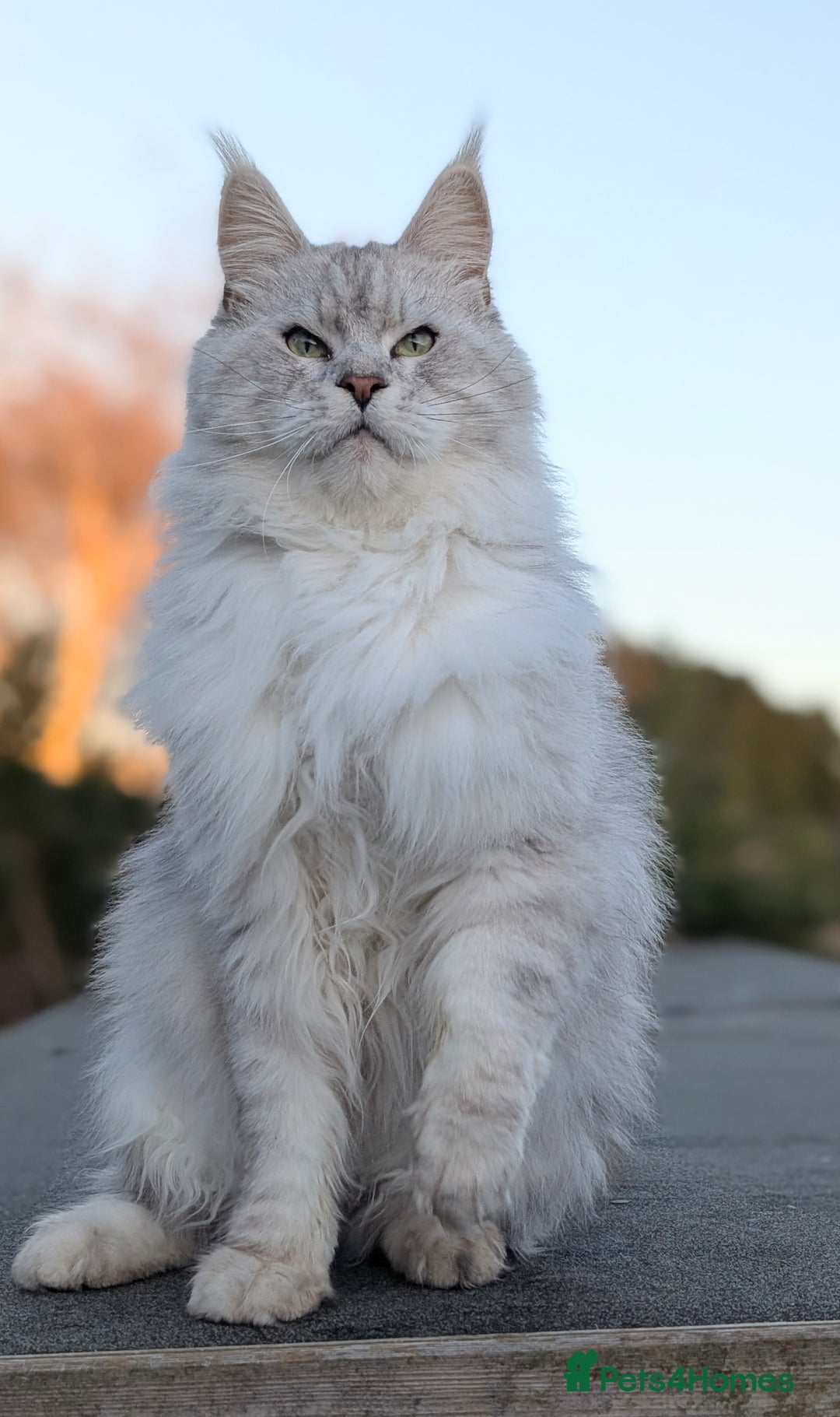 Maine Coon cats for sale: Black Silver Shaded proven stud boy - Advert 12