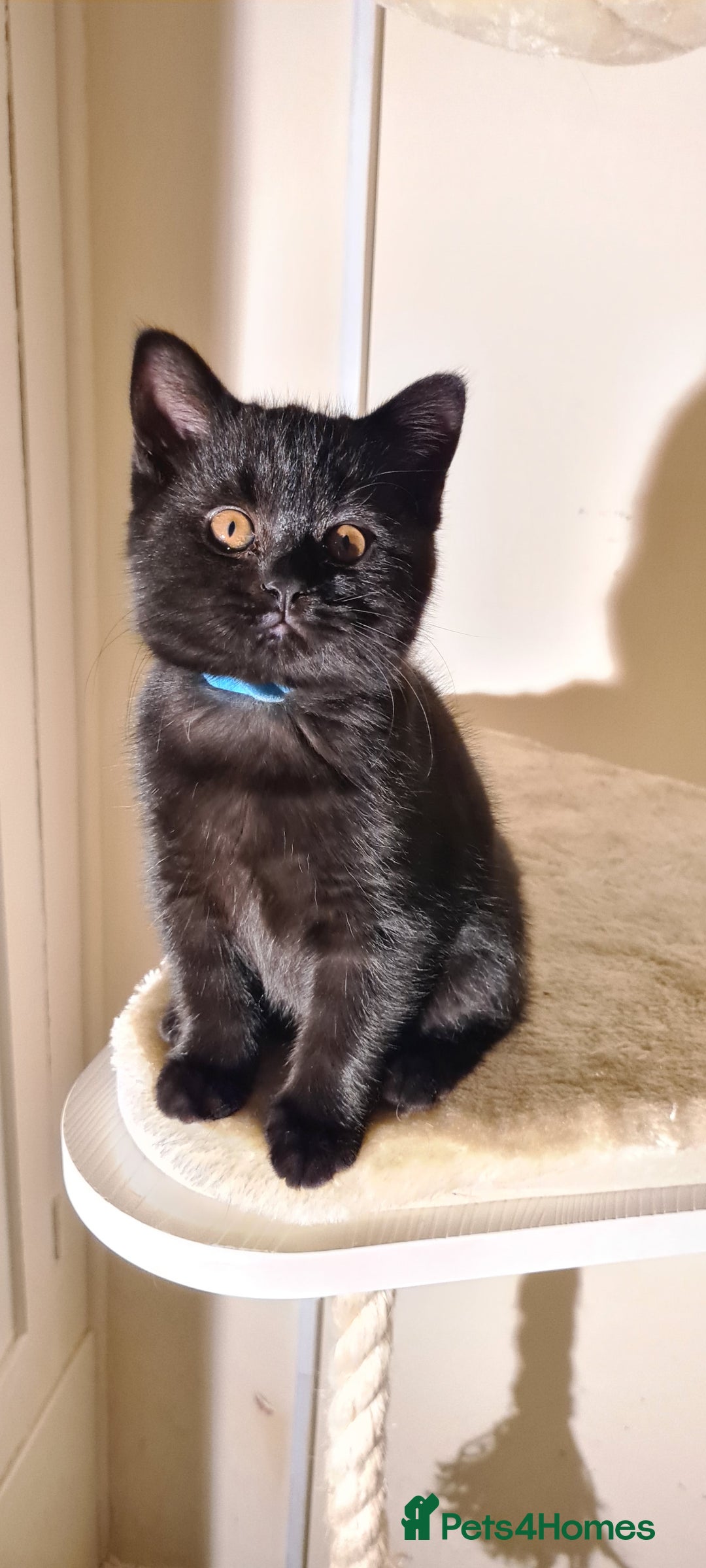 British Shorthair cats for sale: British shorthair black and blue kittens - Advert 23