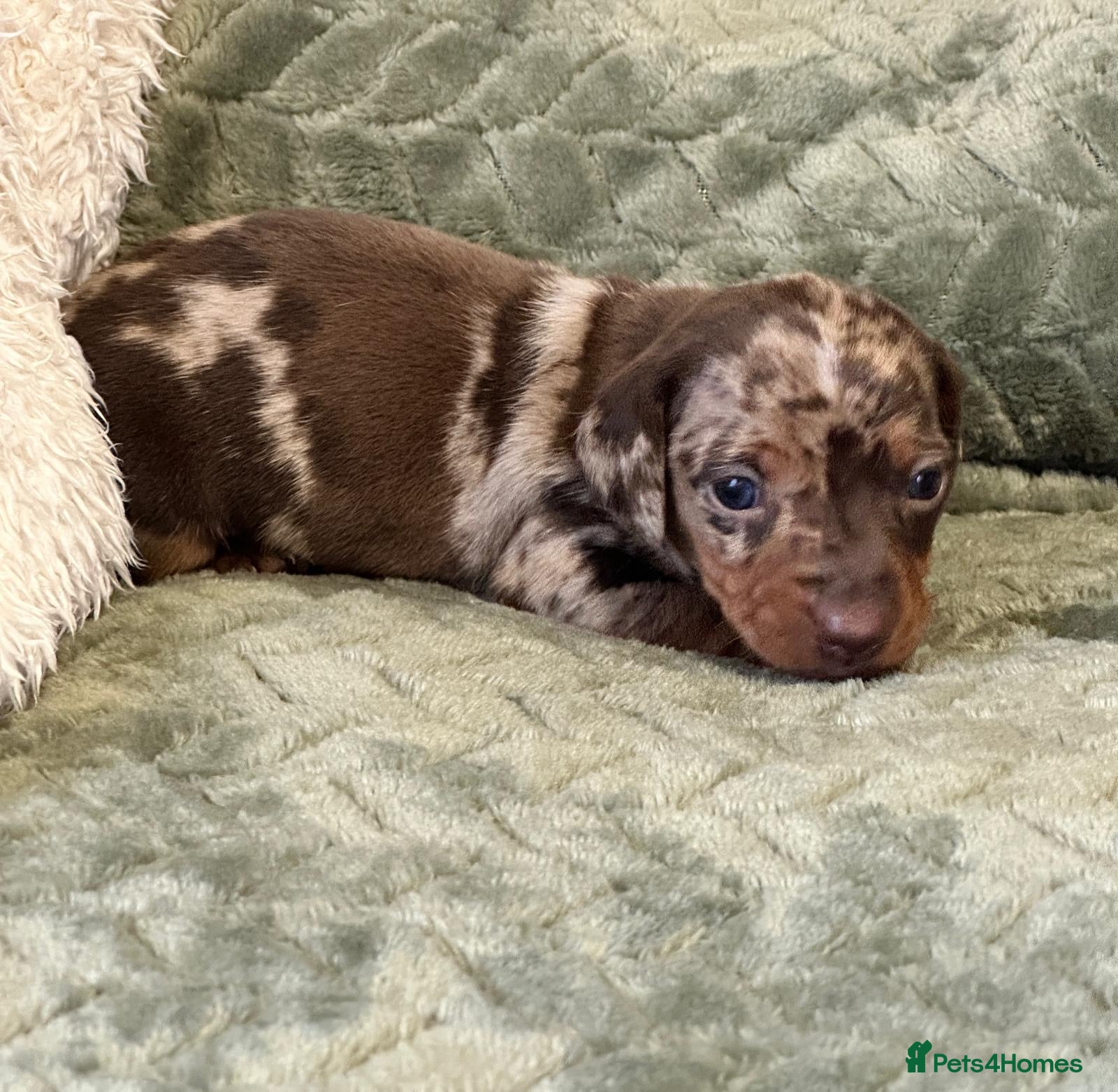 Miniature Dachshund dogs KC registered PRA clear miniature dachshunds - Advert 2