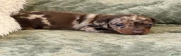 Miniature Dachshund dogs for sale: KC registered PRA clear miniature dachshunds - Advert 8
