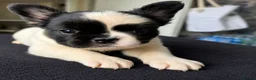 French Bulldog dogs for sale: Full fluffy frenchies in Newport - Advert 7