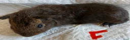 Guinea Pig rodents for sale: Lovely guinea pig babies  - Advert 8