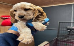 Cocker Spaniel dogs for sale: 🔥⚡️🐕Cocker spaniel 🌟🔥puppies 🐶  - Image 7