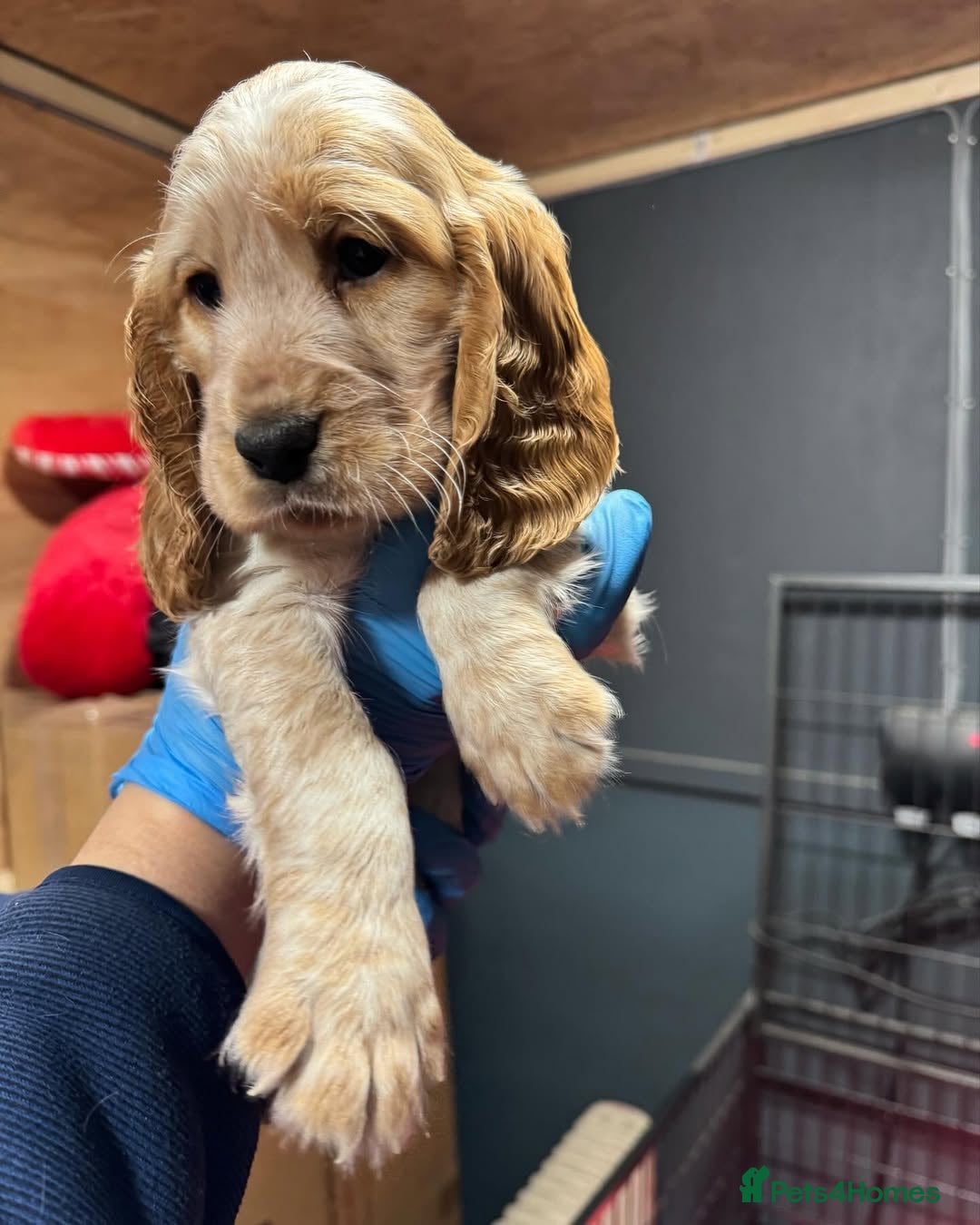 Cocker Spaniel dogs for sale: 🔥⚡️🐕Cocker spaniel 🌟🔥puppies 🐶  - Image 7