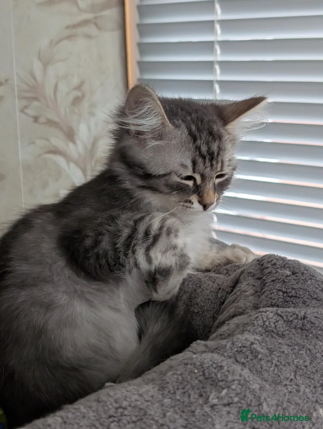 Siberian cats for sale: Siberian kitten  - Advert 2