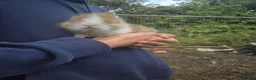 Lionhead rabbits for sale: lionheads - Advert 2