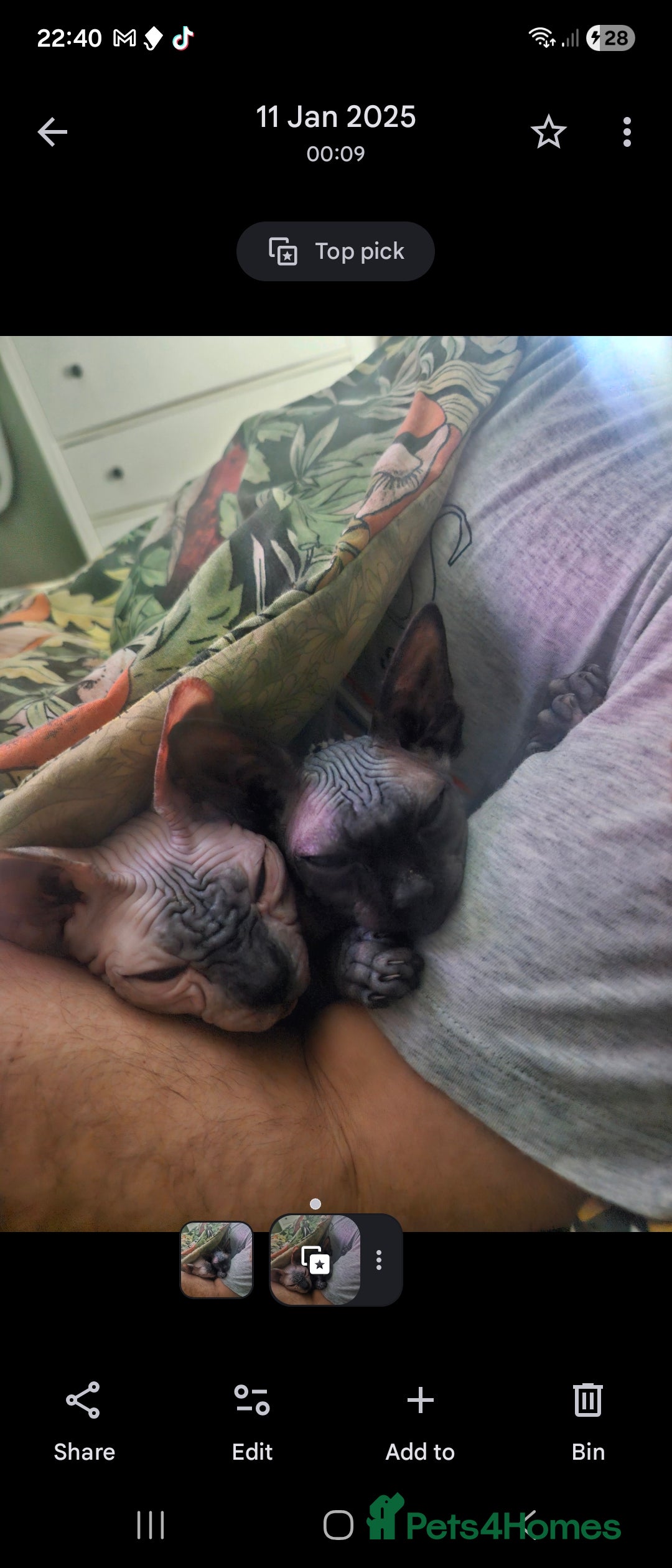 Sphynx cats for sale: 1 year old male sphynx  - Advert 15