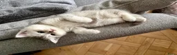 British Shorthair cats for sale: 3 x British Shorthair Kittens - Gold/White/Grey - Advert 17
