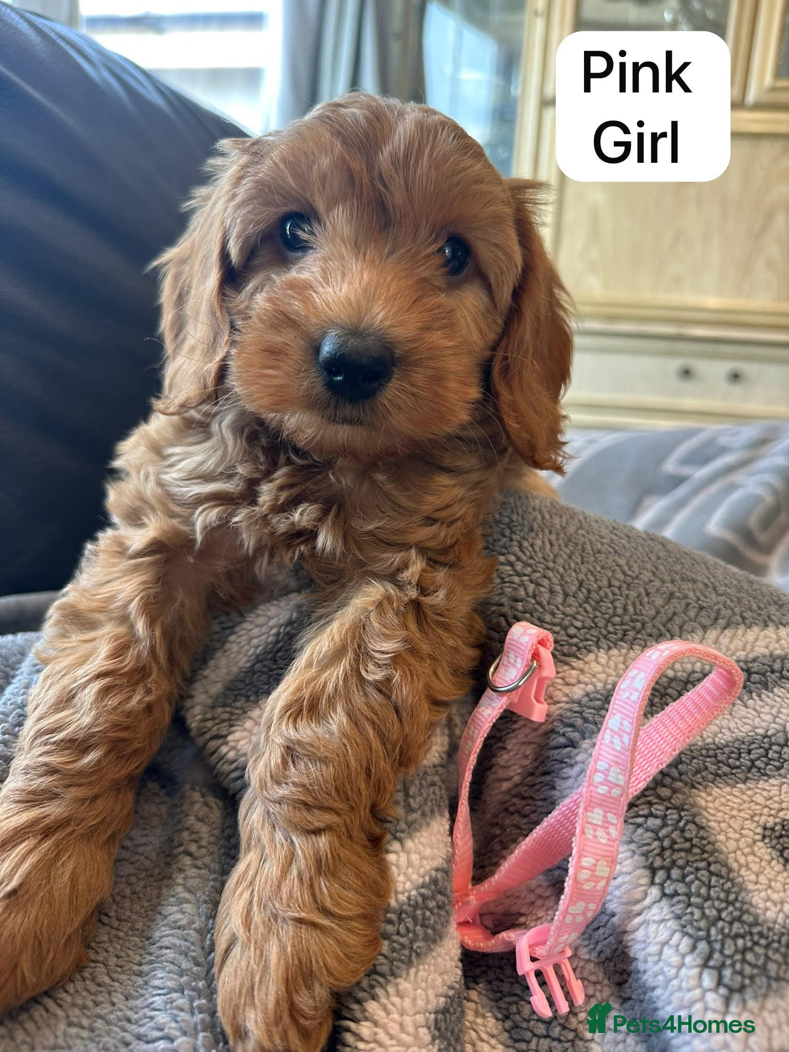Cockapoo dogs Licensed Rox 4 red F1b  fully  health tested  - Advert 9