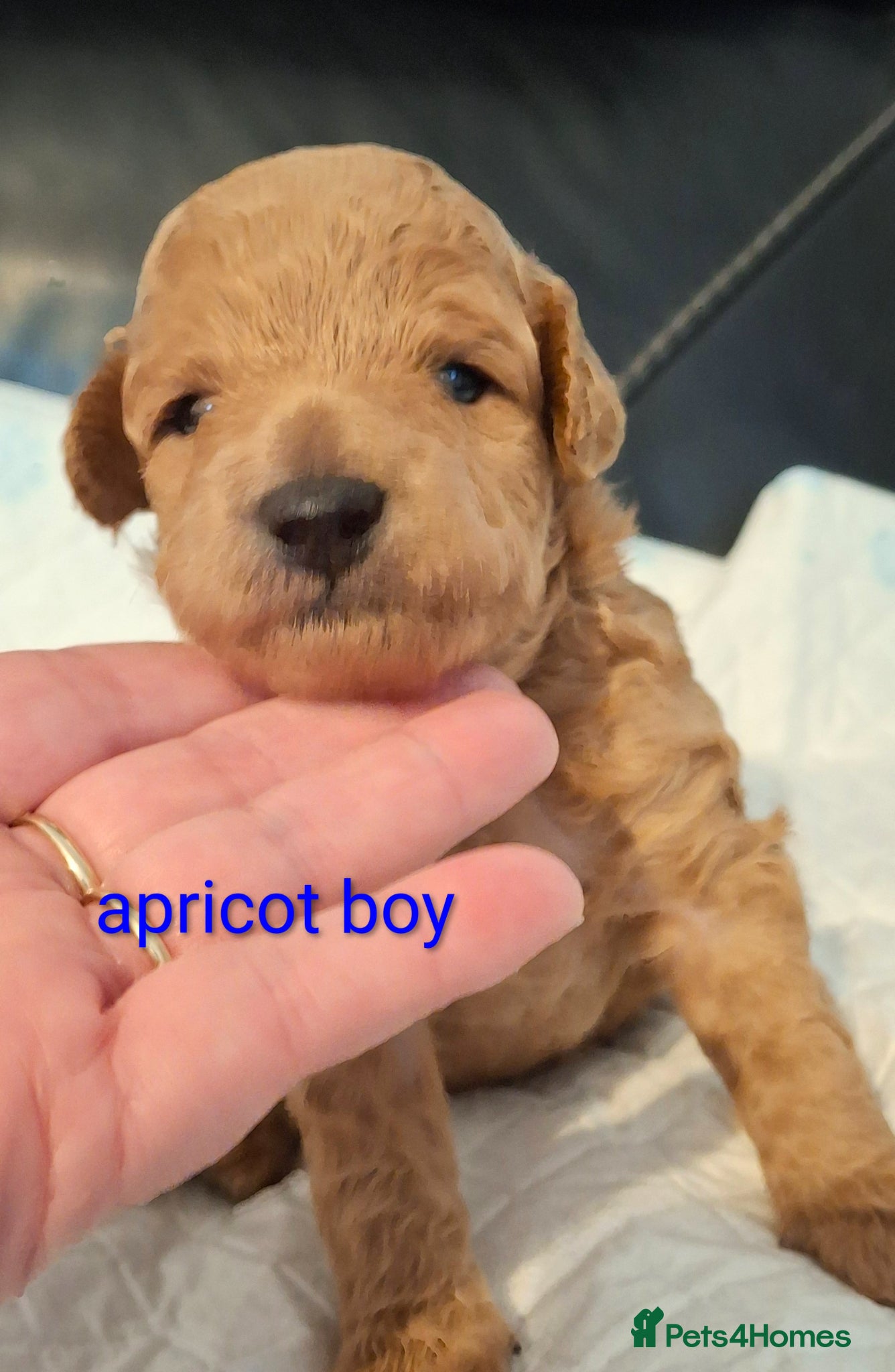 Toy Poodle dogs Toy poodle puppies  - Advert 13