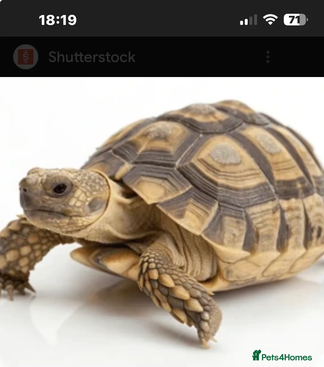 Tortoise reptiles for sale: Tortoise very friendly approximately 2years old  - Advert 2