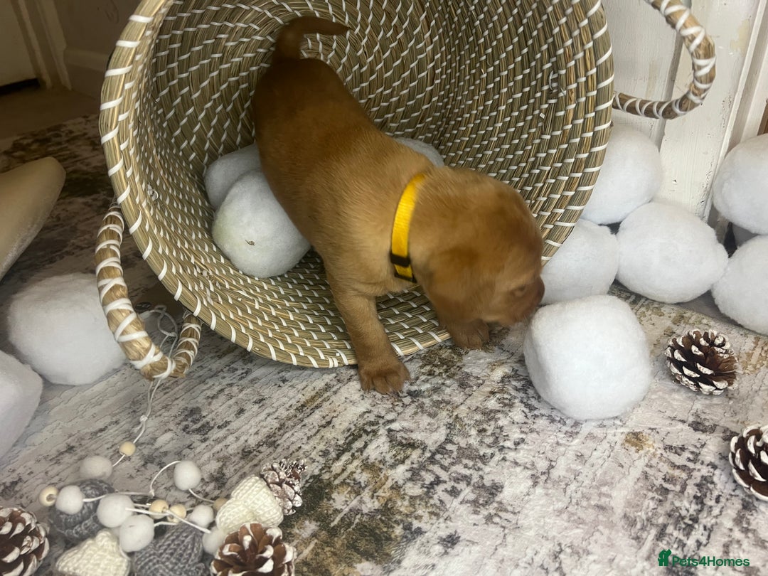 Labrador Retriever dogs for sale: Champion line KC reg dark Red Fox Yellow Labrador  - Advert 23