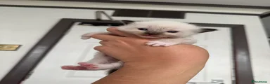 Seal point boy