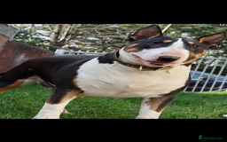 English Bull Terrier dogs for sale: English Bull Terrier puppies🐾KC Registered  - Image 20