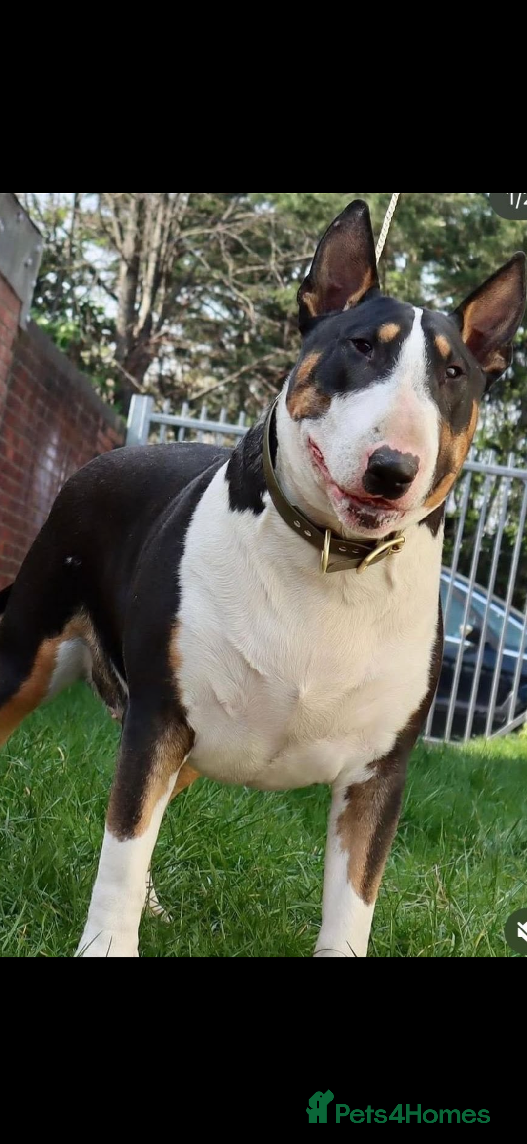 English Bull Terrier dogs for sale: English Bull Terrier puppies🐾KC Registered  - Image 20