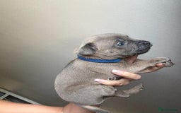 Mixed Breed dogs for sale: Frenchie x Staffy puppies  - Image 15