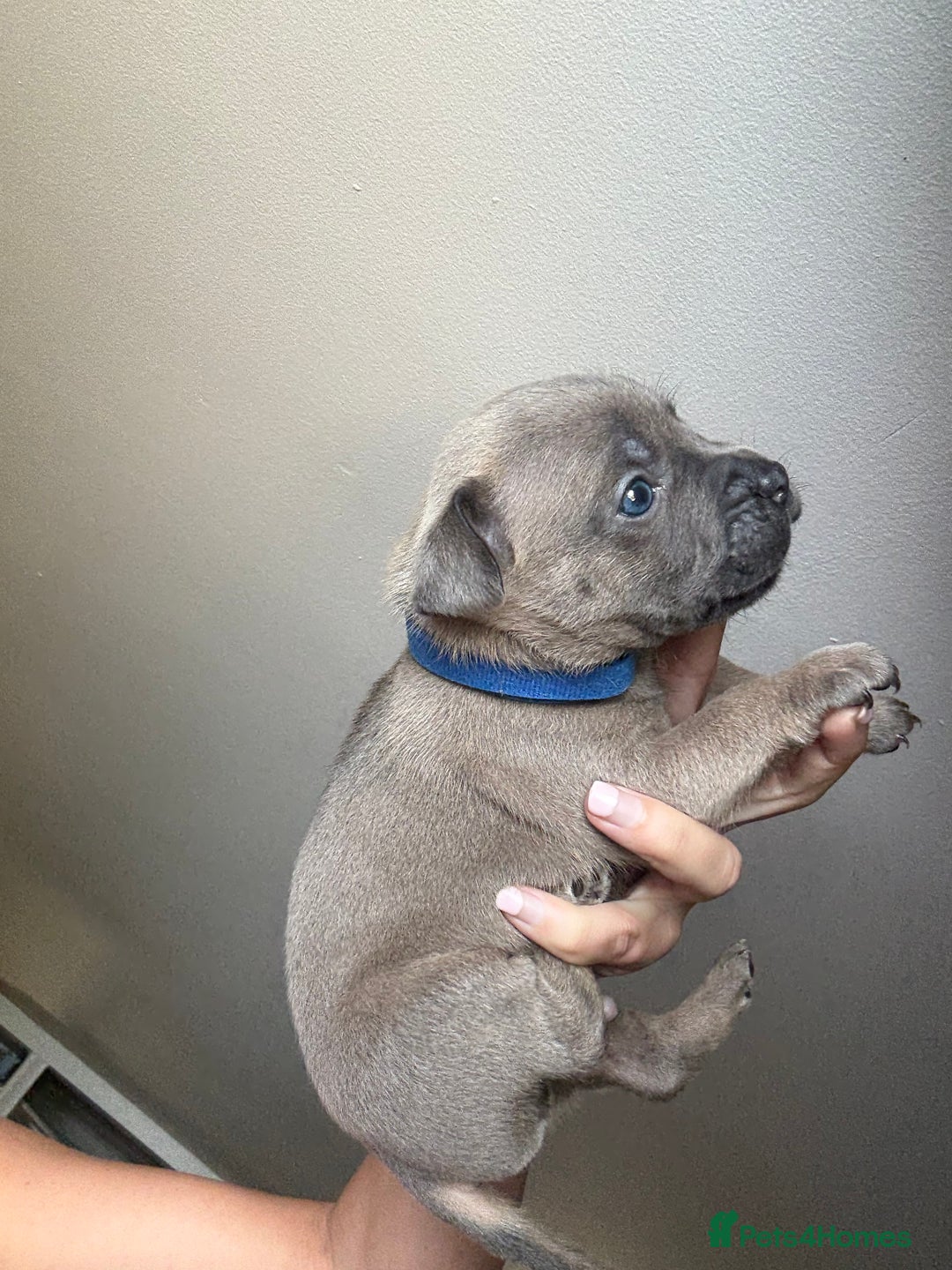Mixed Breed dogs for sale: Frenchie x Staffy puppies  - Image 15